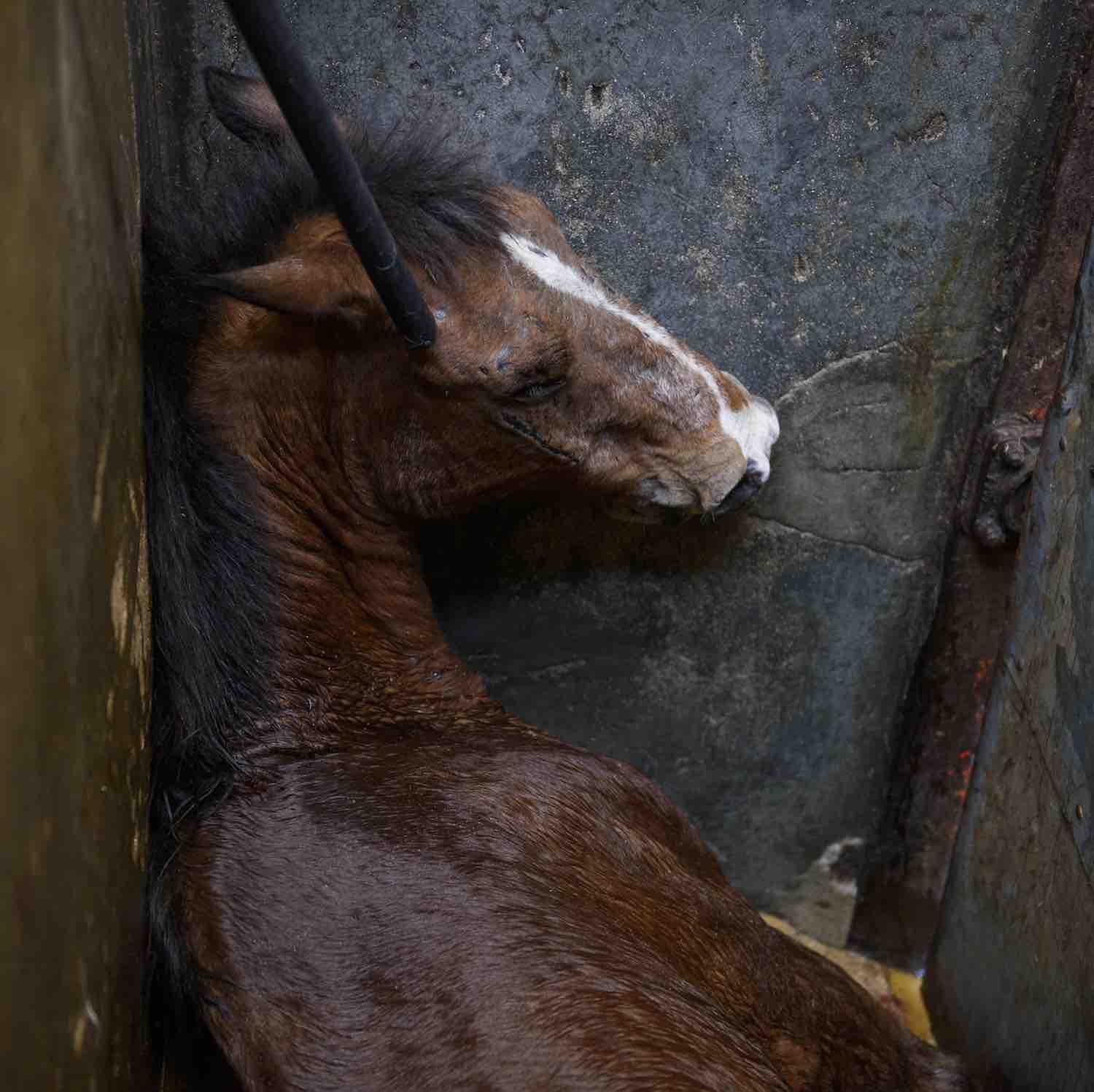 Horse in a Mexican slaughterhouse.