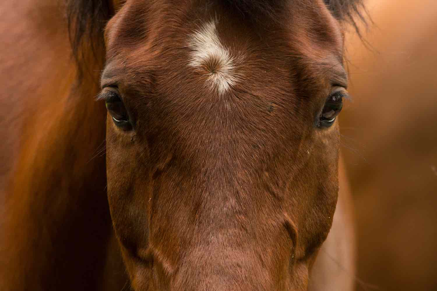 Horse looking at the camera