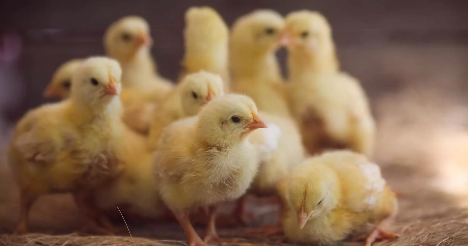 Group of chicks