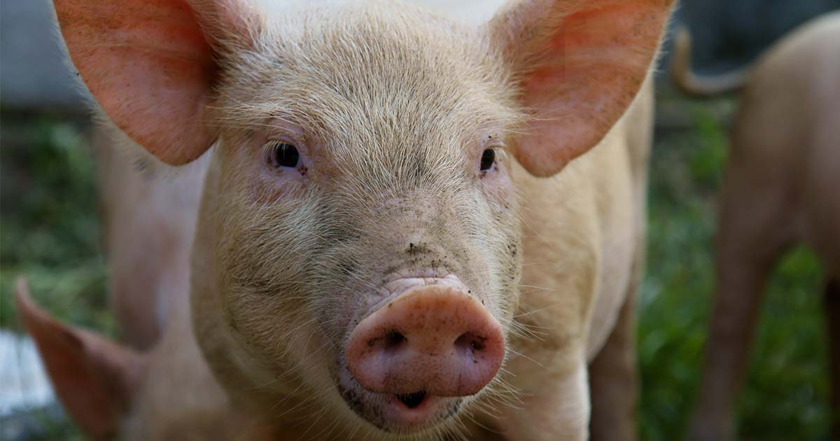 shutterstock pigs dirty face green 1200x630 1 8 Useful Apps to Help Make “Veganuary” Last Year-Round