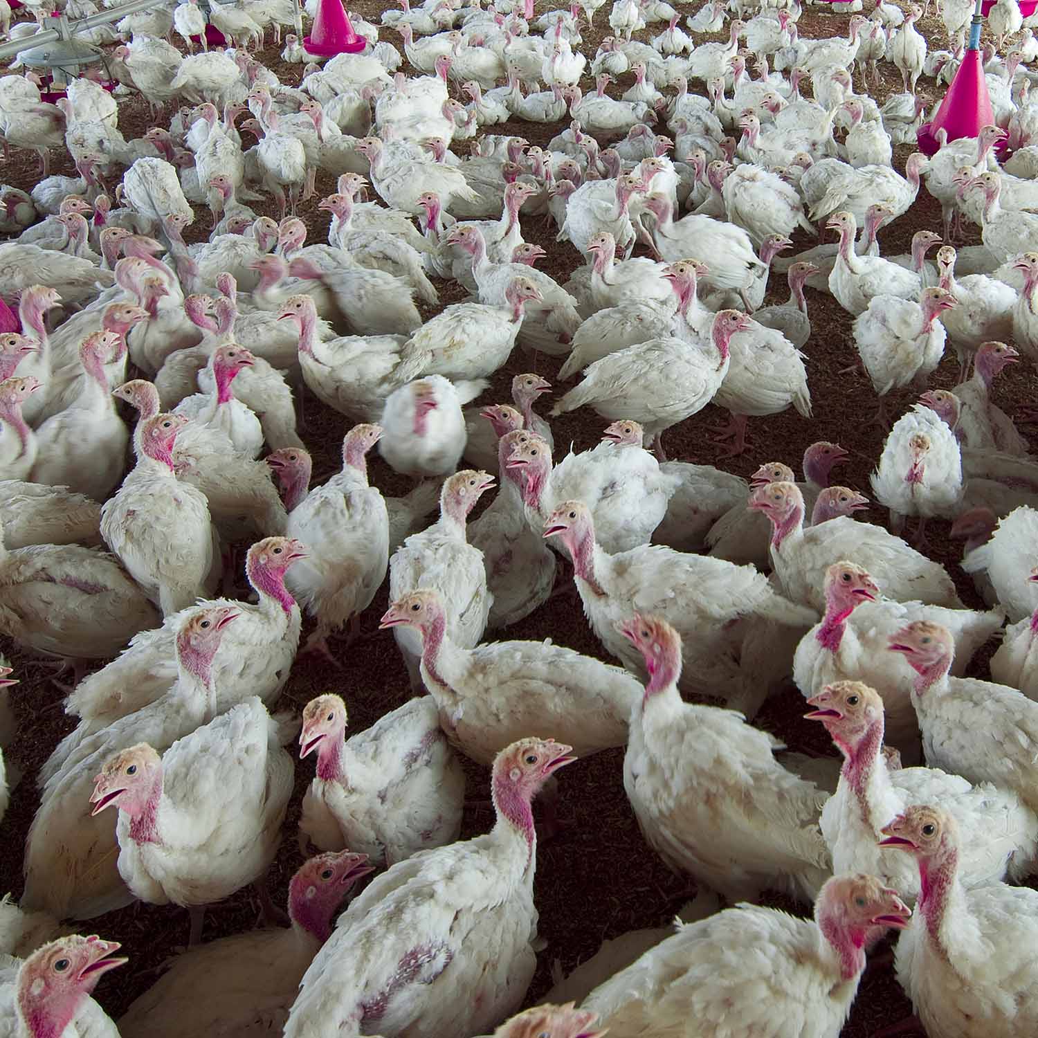 turkeys farm group birds 1500x1500 1 Animal Equality Files Complaint Against Major Turkey Producer
