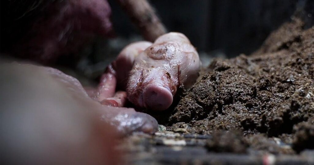 2019 northern italy tg2 pig farm piglet in feces news gallery 1200x630 1 1024x0 c default The Face of Italian “Excellence”