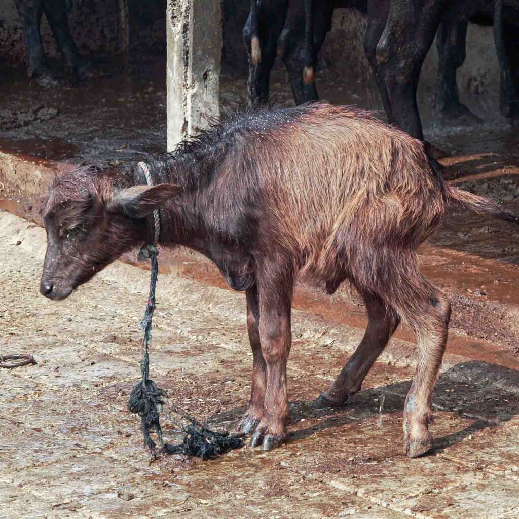a skinny and weak calf tied to a metal ring with a rope around his neck