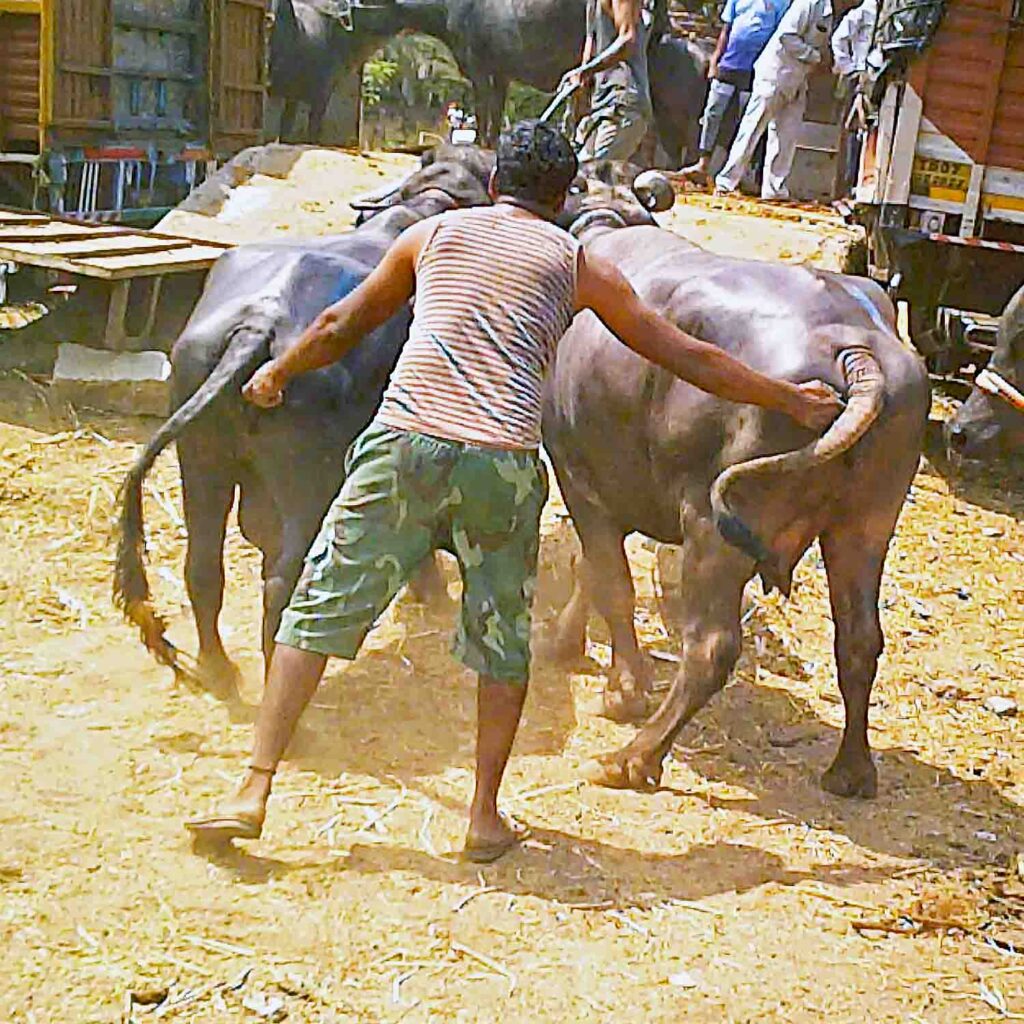 a transportation worker pinching the genitals of two buffalos as he tries to load them onto a transport truck with a man pulling the buffalos with a rope