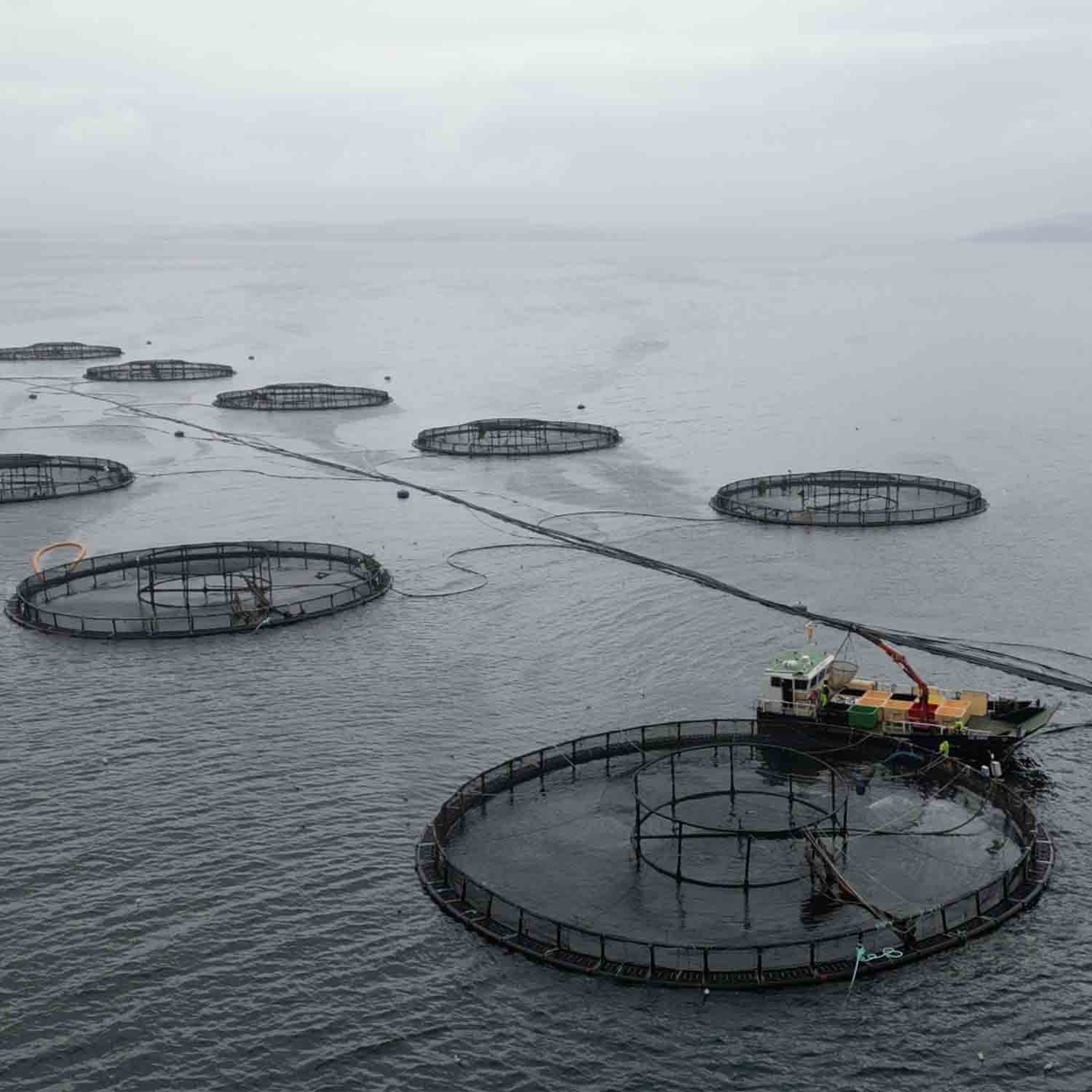 aerial view of a fish farm