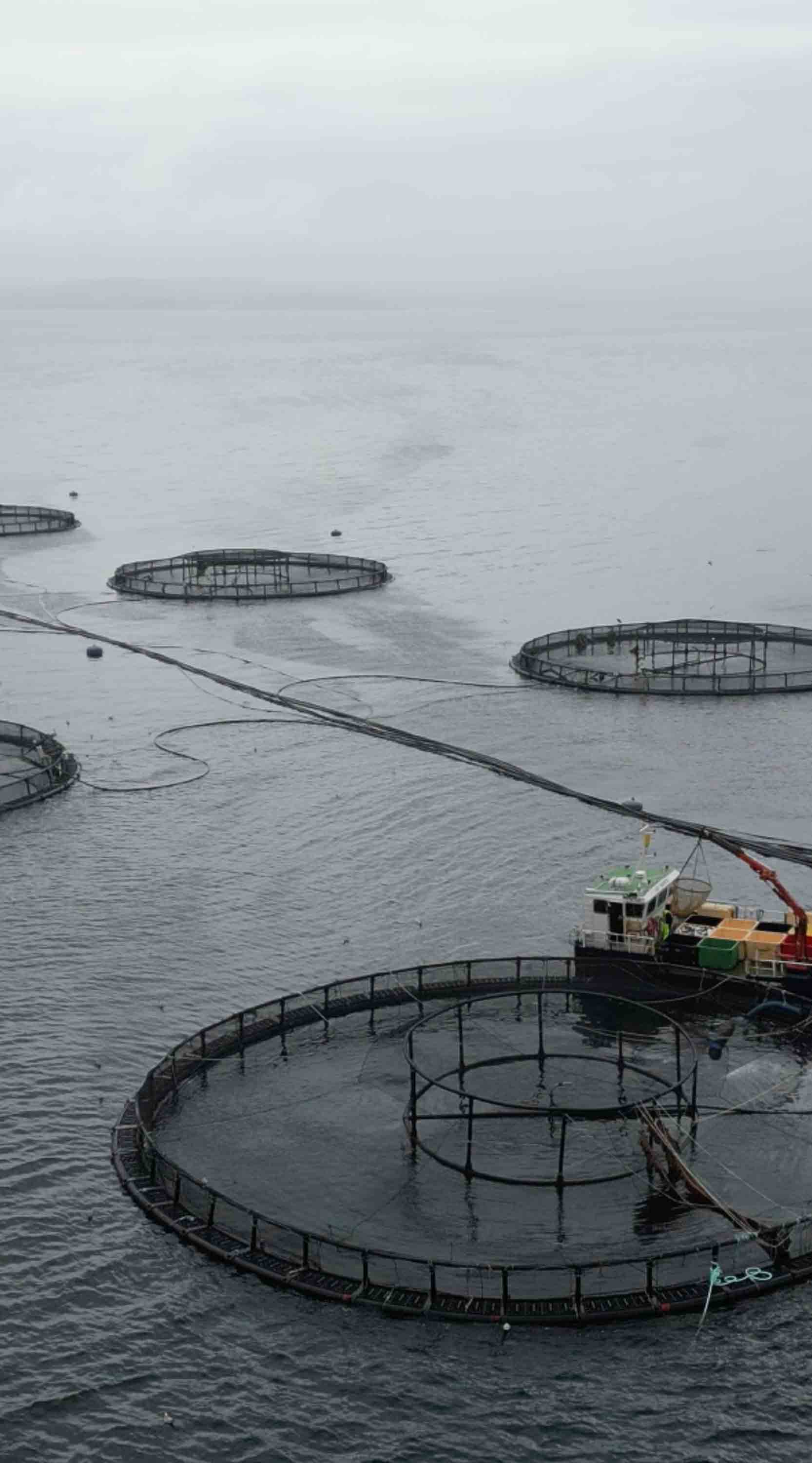 aerial view of a fish farm