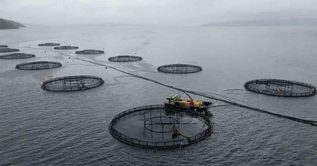 aerial view of a fish farm