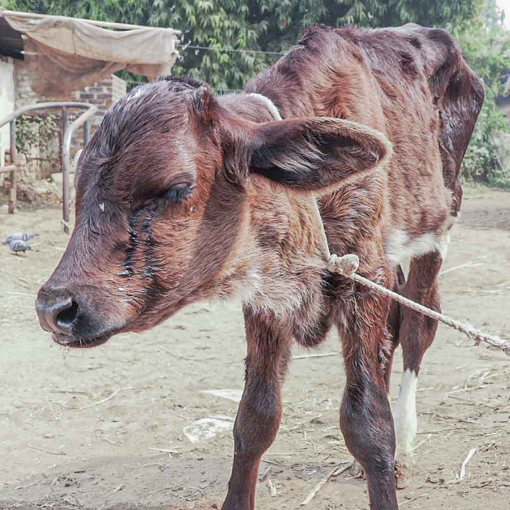 Calf crying in a dairy farm in India