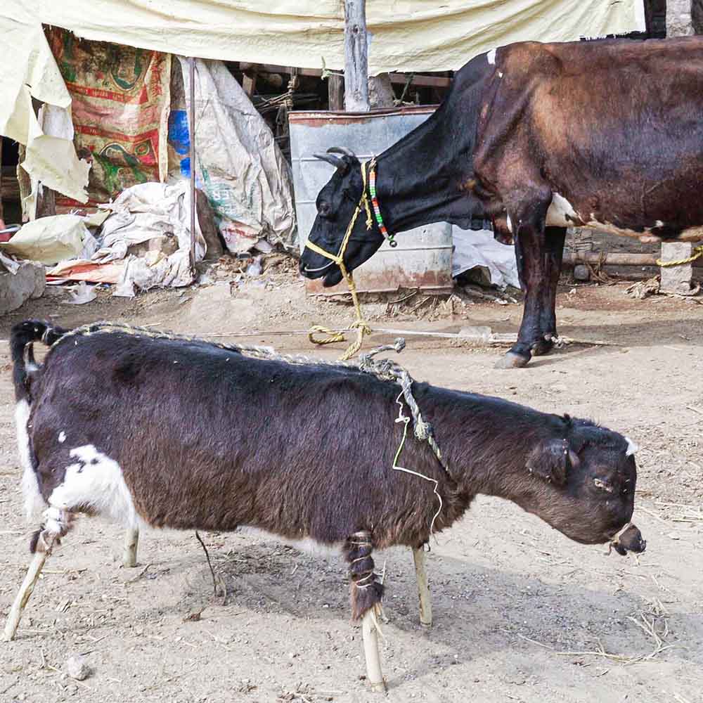 Dead calf next to her mother in a dairy farm in India