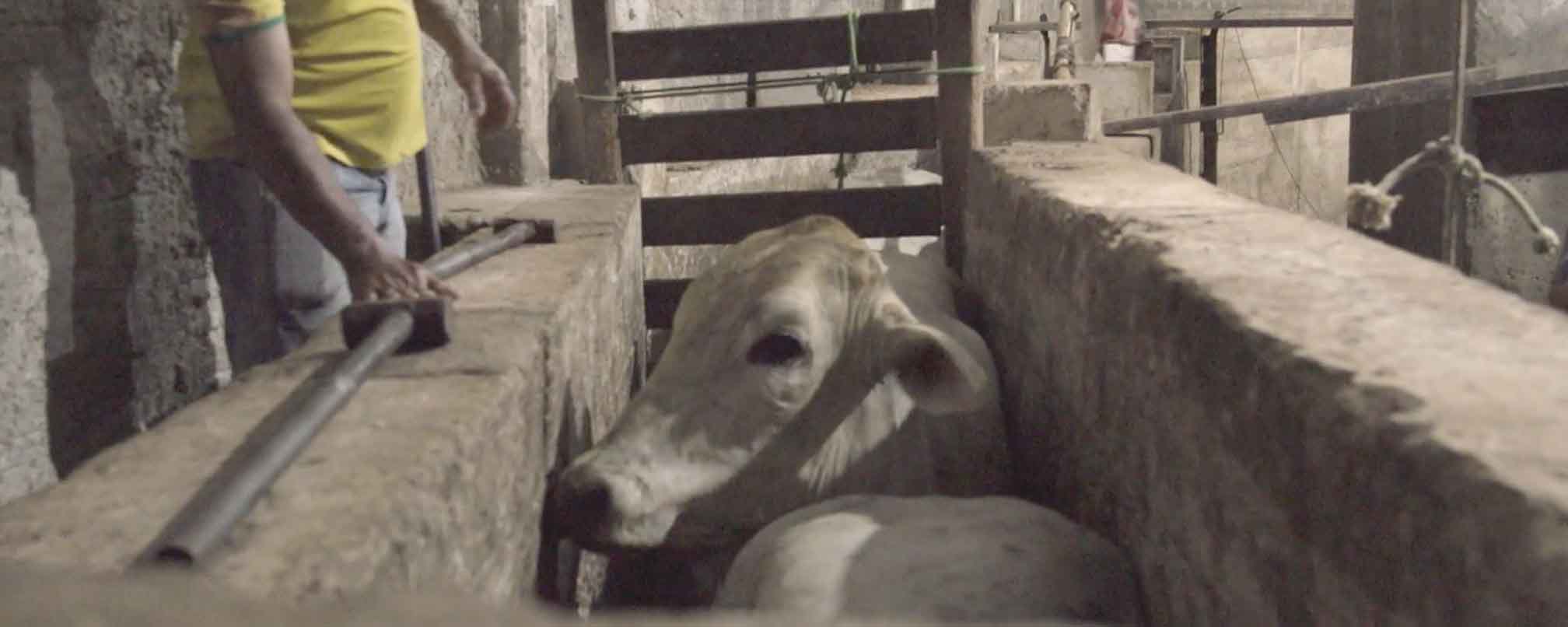 Cow in a Brazilian slaughterhouse