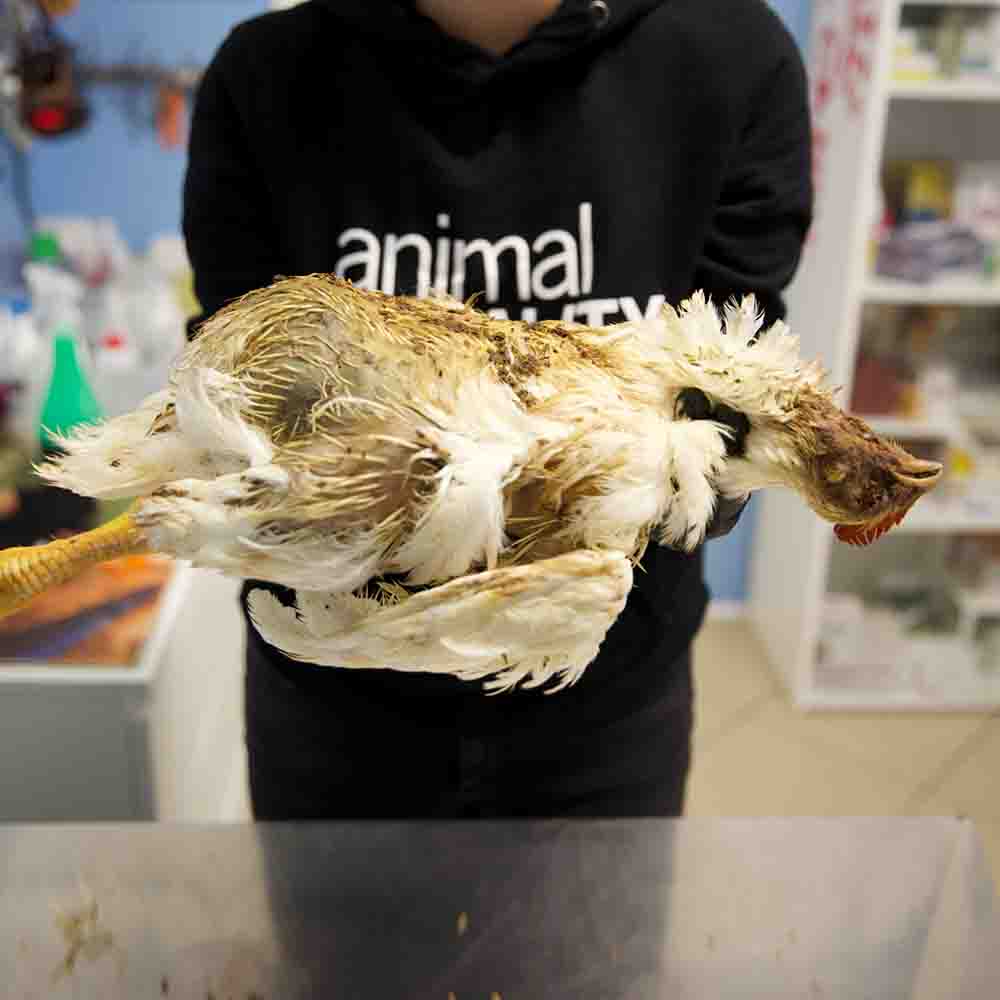 Dead chicken from an Italian factory farm