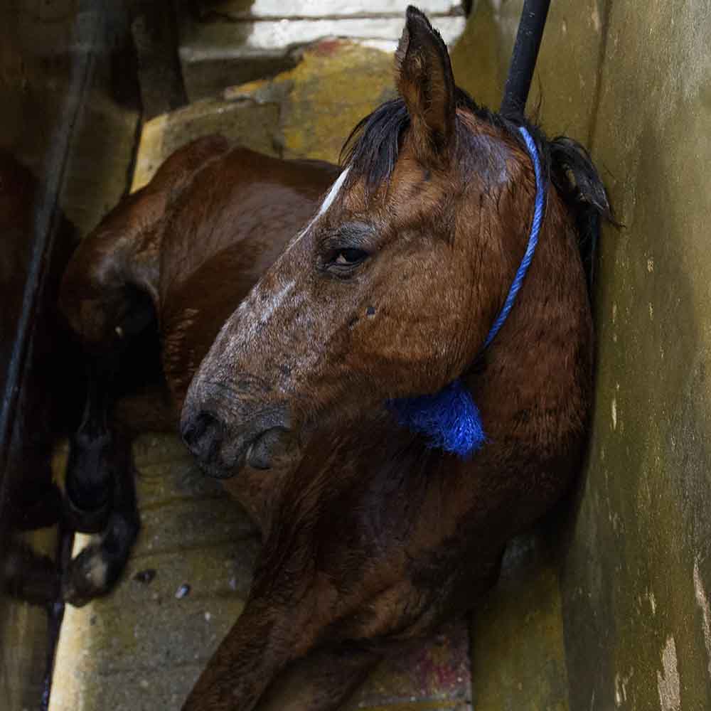 Horse in a Mexican slaughterhouse