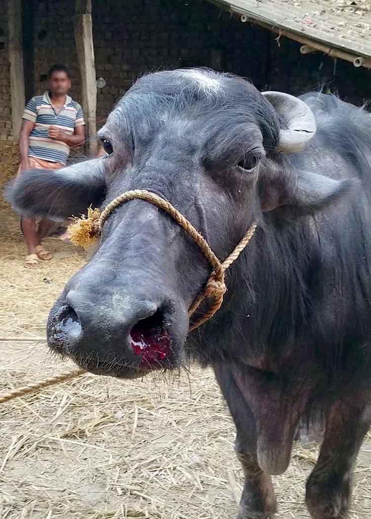 Buffalo abused in India