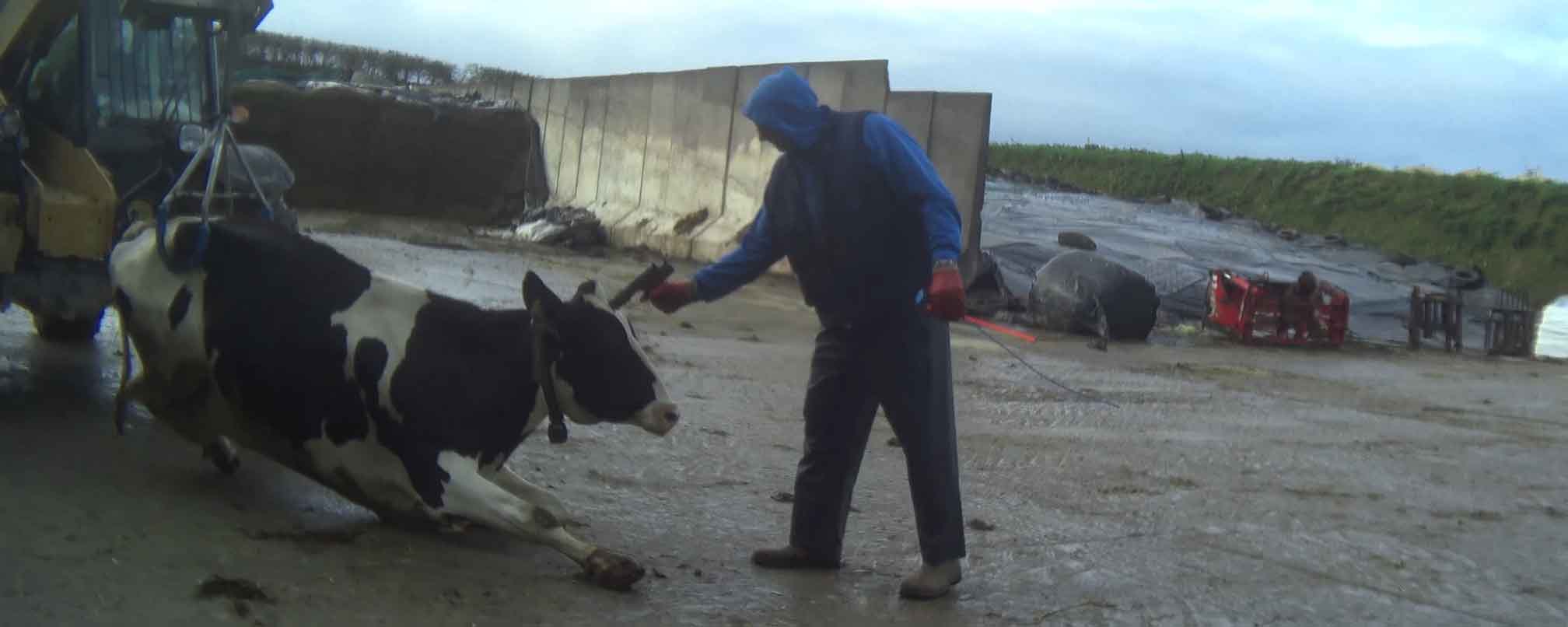 Farm worker killing a cow in the UK