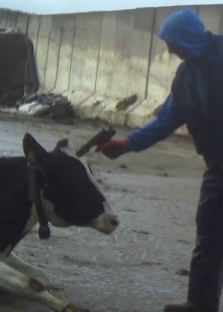 Farm worker killing a cow in a British dairy farm
