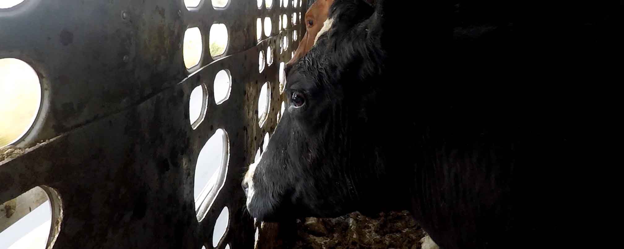 Cow inside a truck being transported to a slaughterhouse