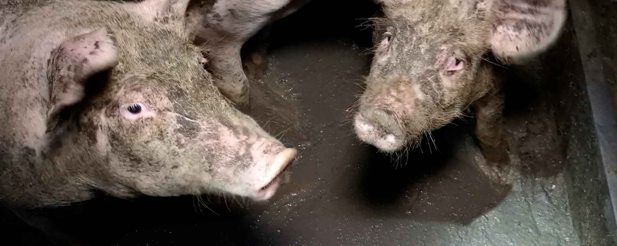 Pigs in an Italian factory farm