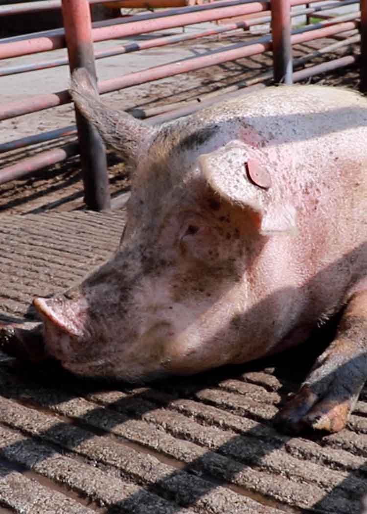 Pig in a Mexican slaughterhouse