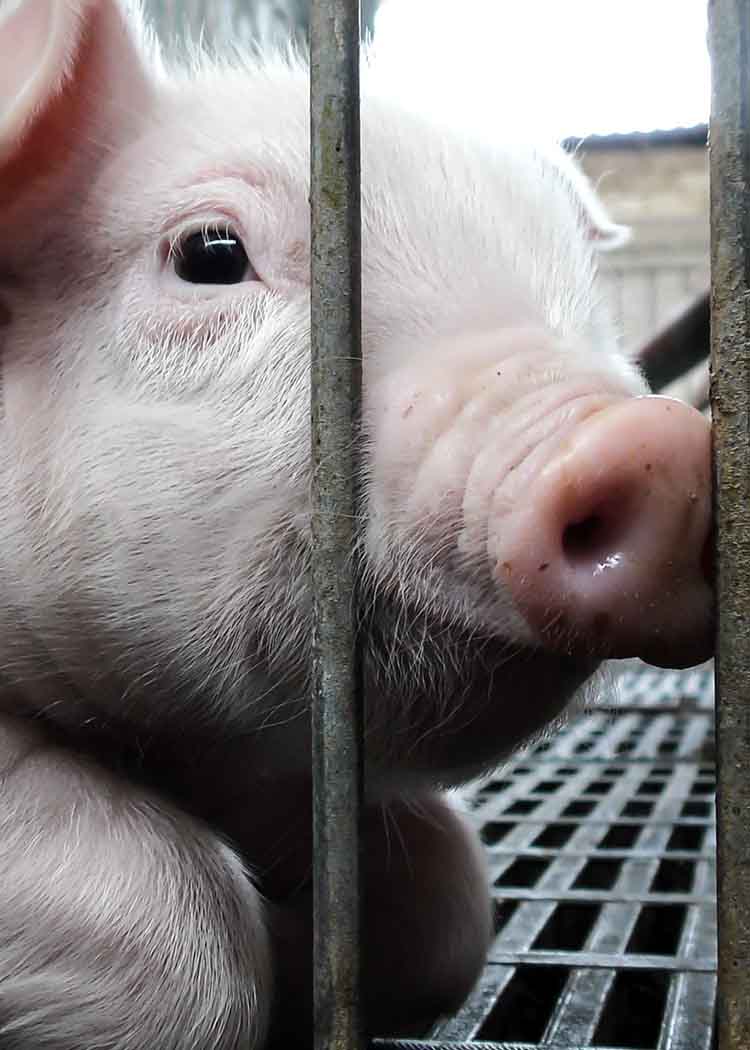 Piglet in a Mexican factory farm