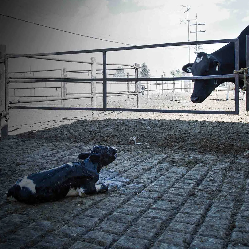 Cow and calf separated in a dairy farm