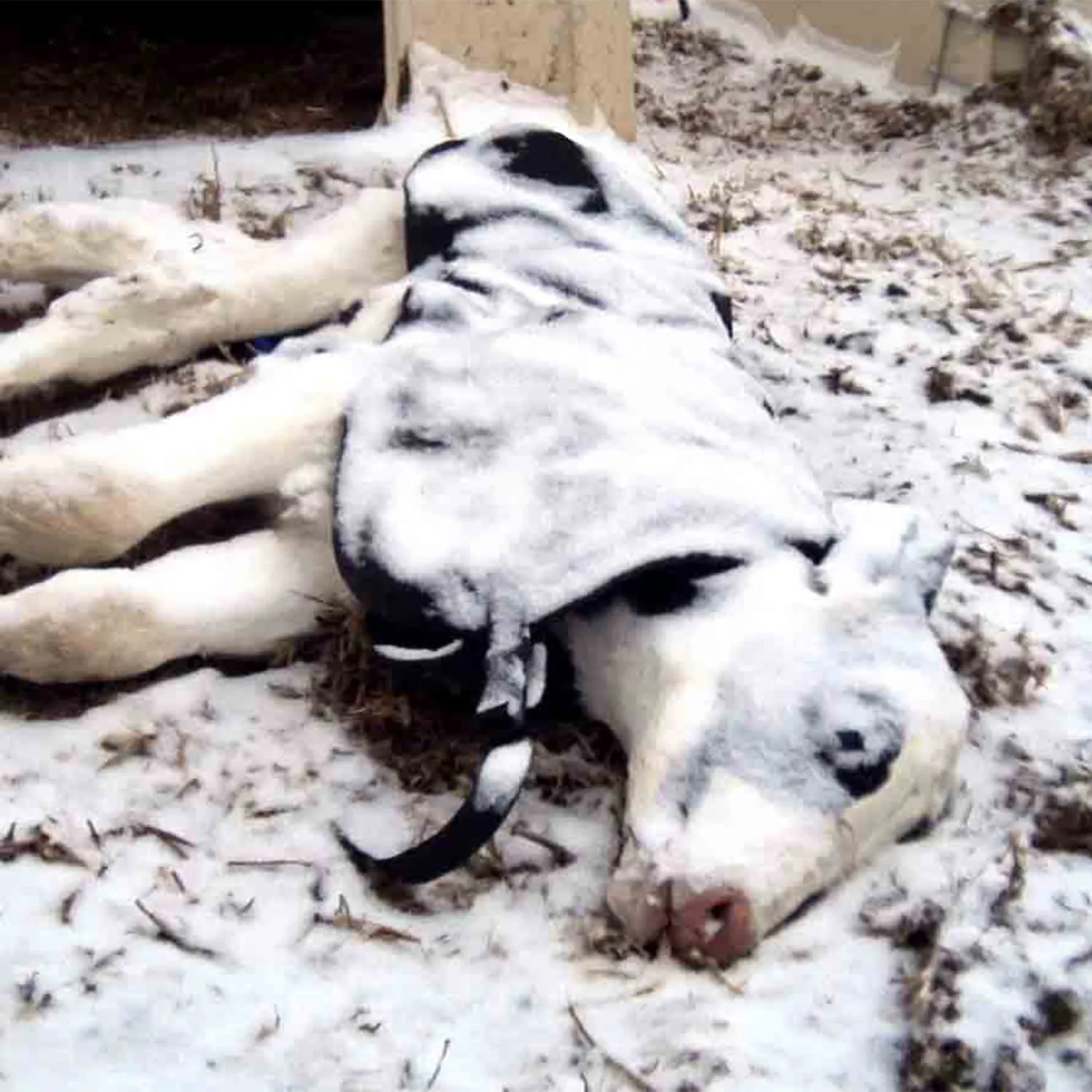 Calf frozen to death