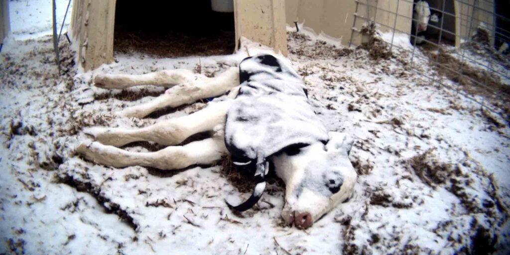 calf frozen to death laying on the ground covered in snow