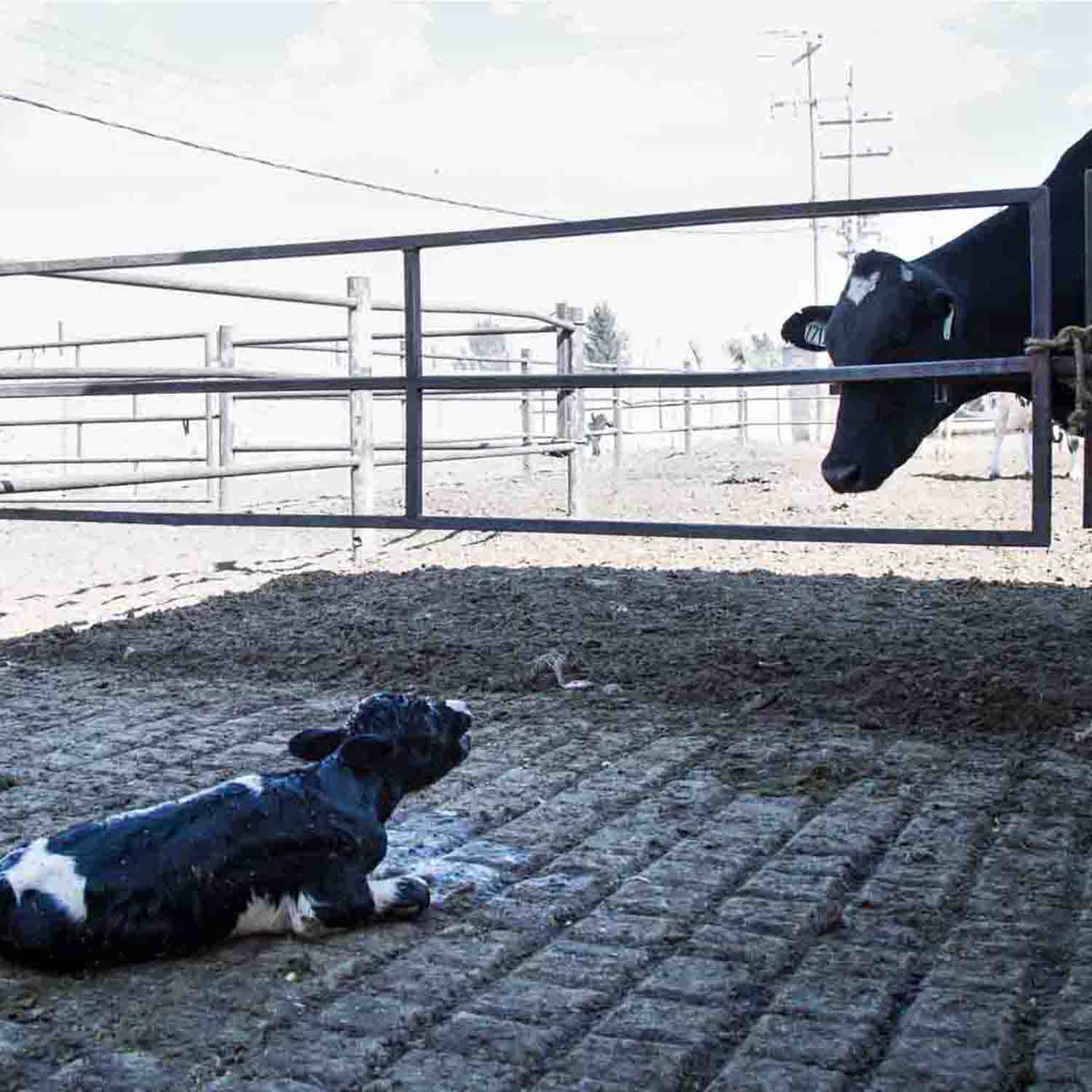 calf crying out for her mother who is separated from her by a fence
