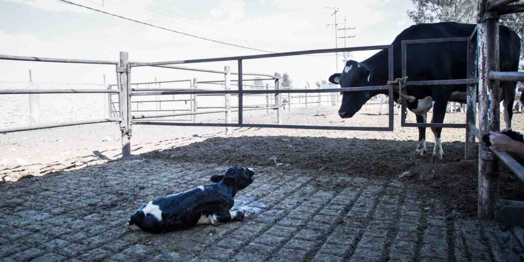 calf crying out for her mother who is separated from her by a fence