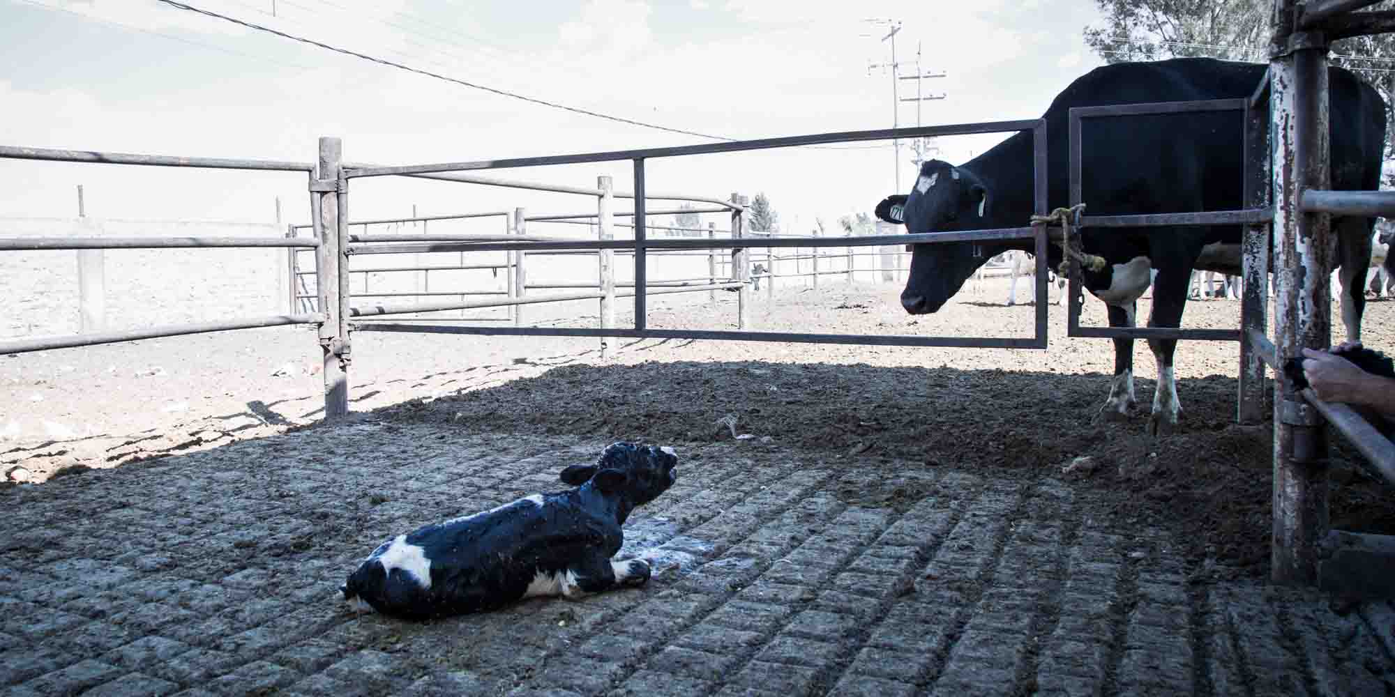 calf crying out for her mother who is separated from her by a fence