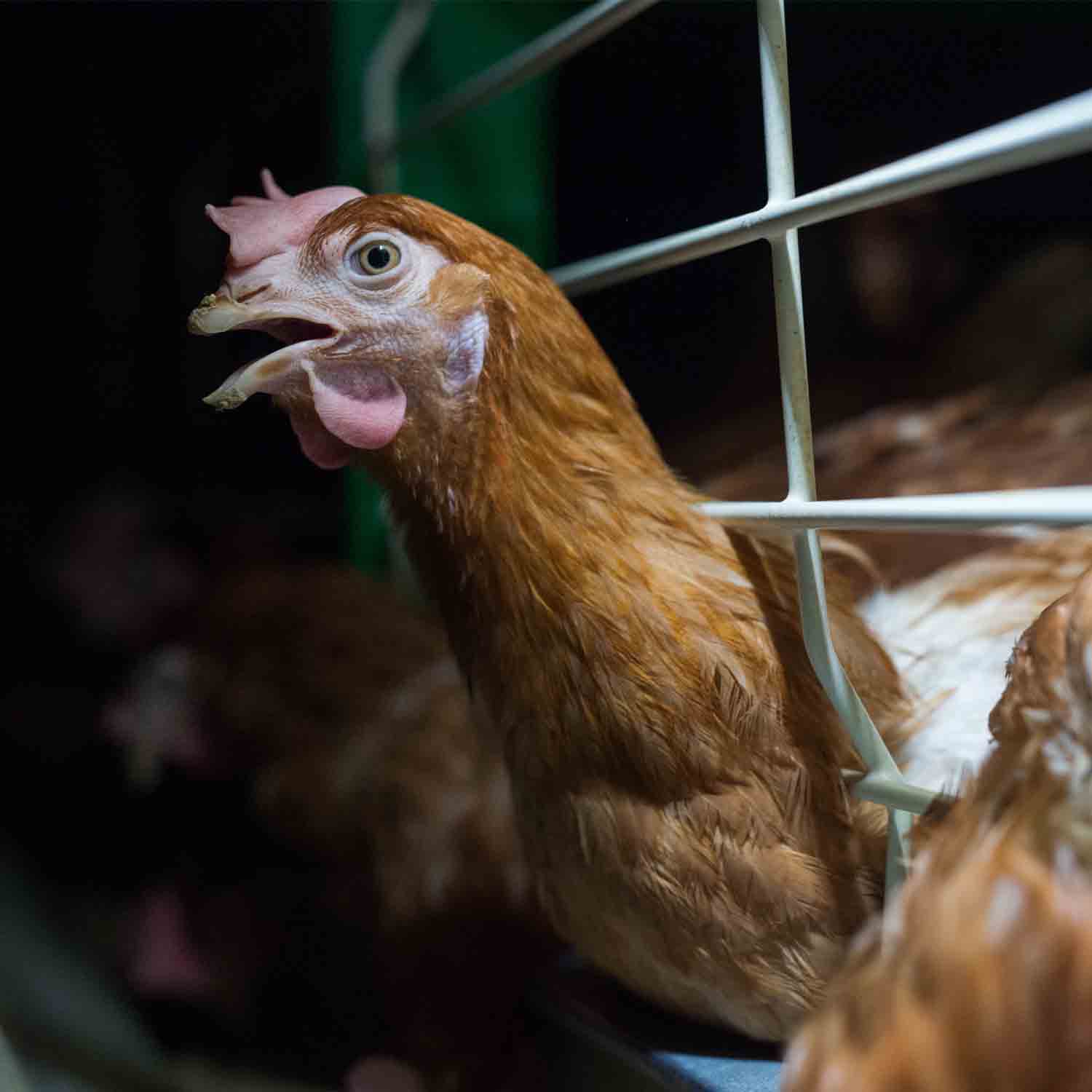 hen in cage news featured 1500x1500 1 Animal Equality Demands An End to Cages for Animals Worldwide