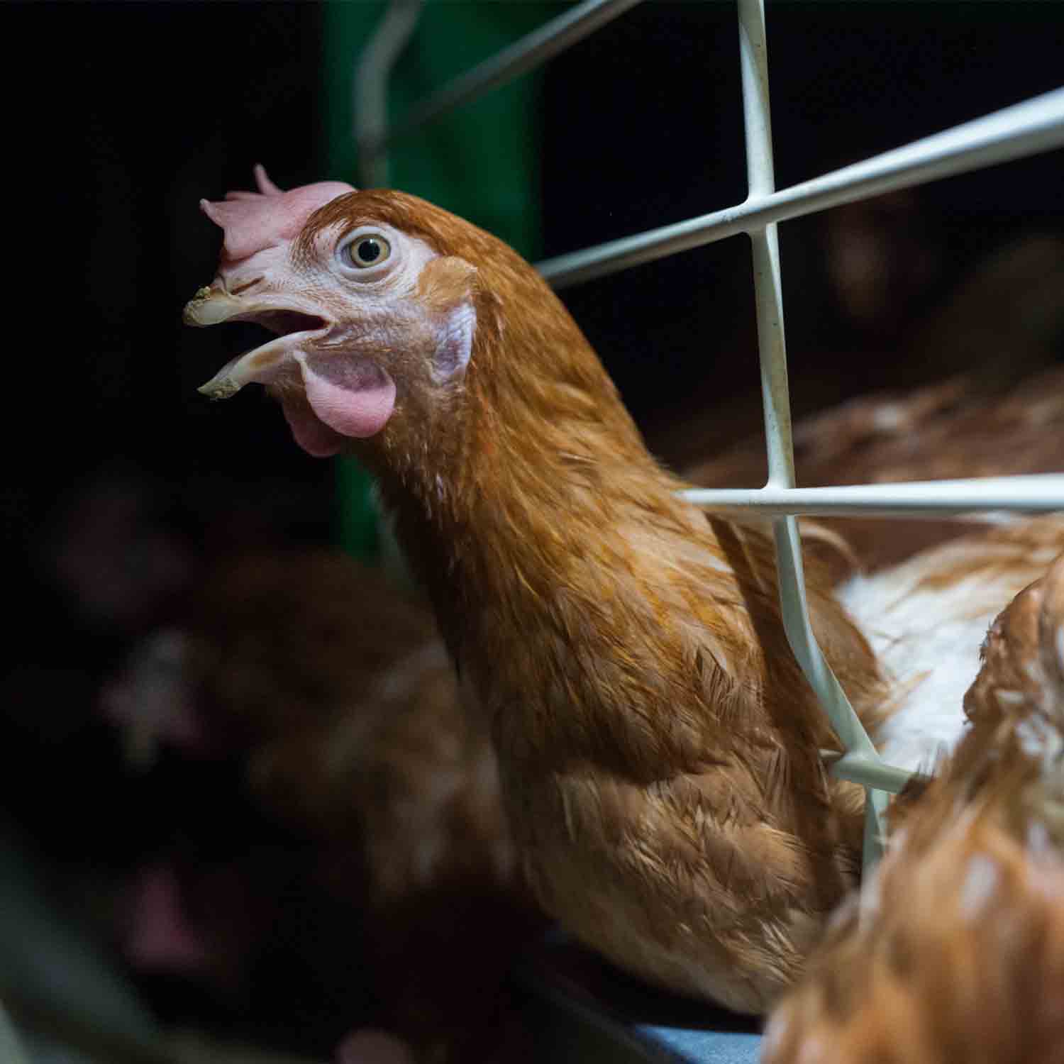 hen sticking her head out from the bars of a cage