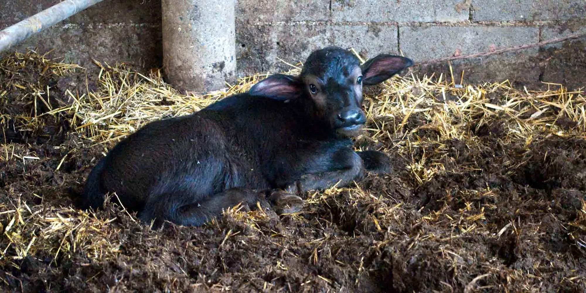 a brown baby buffalo laying on a dirty straw ground