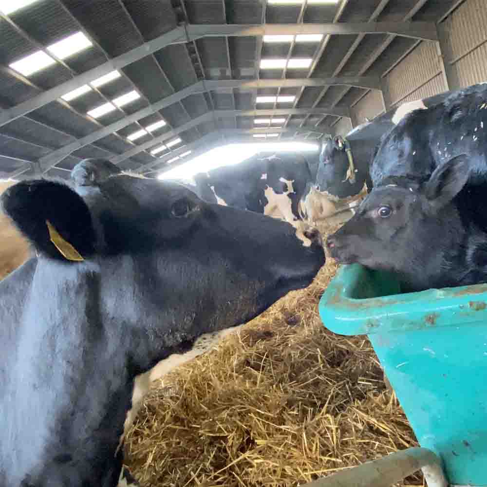 calf in a wheelbarrow and his mother touching noses before the calf is taken away  
