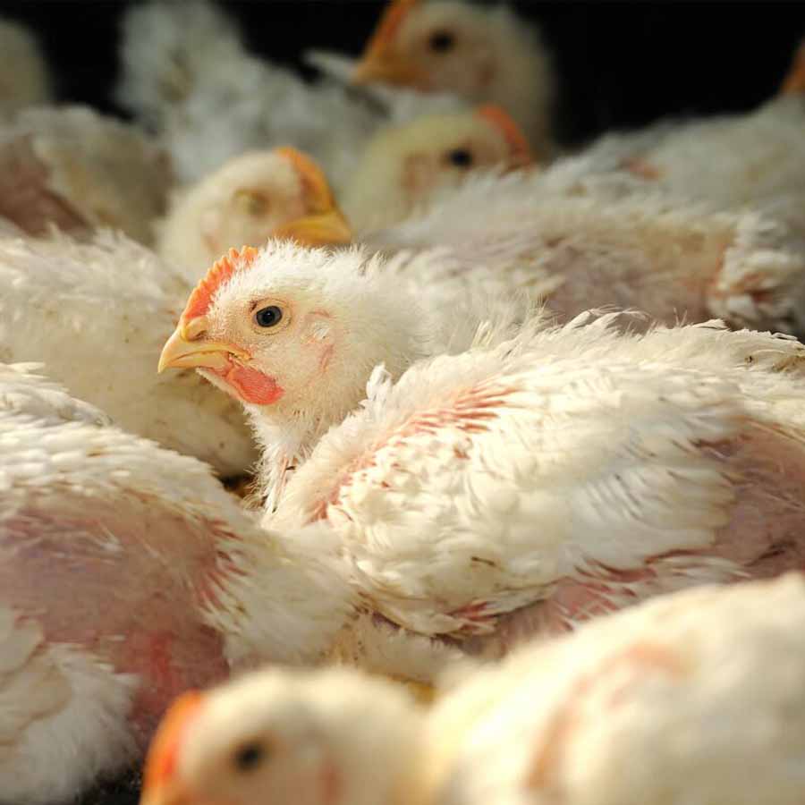 European Farmers Raise Millions Of Chickens In Free Range Farms