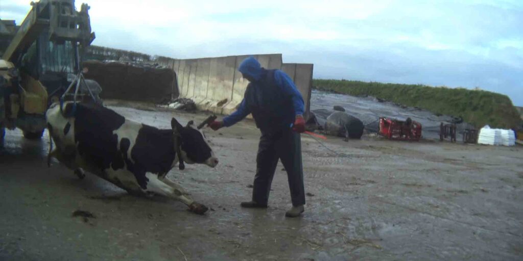 un trabajador agrícola apuntando con una pistola a la cabeza de una vaca