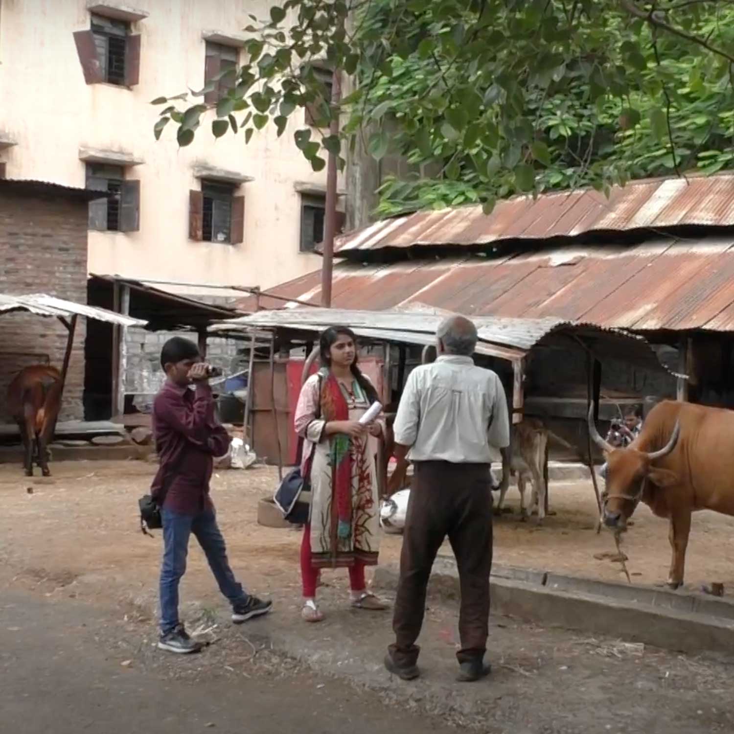 cow, India, interview