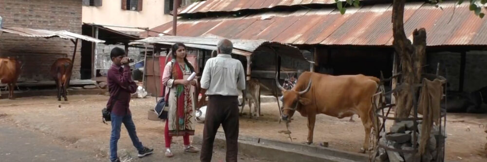 India, cow, interview