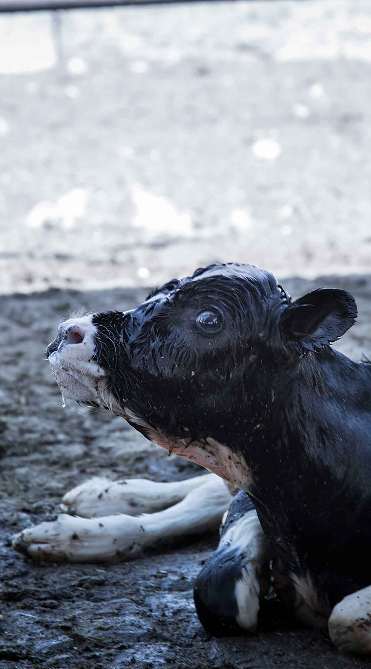 calf on ground just born