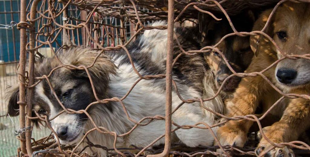 Dogs are crammed into small cages awaiting their death