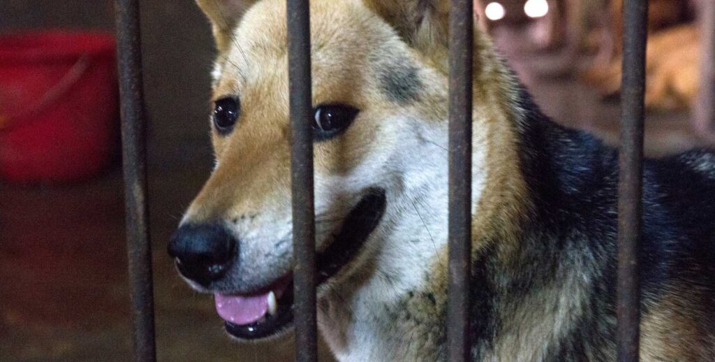 Vita behind bars of an illegal slaughterhouse, Zhanjiang