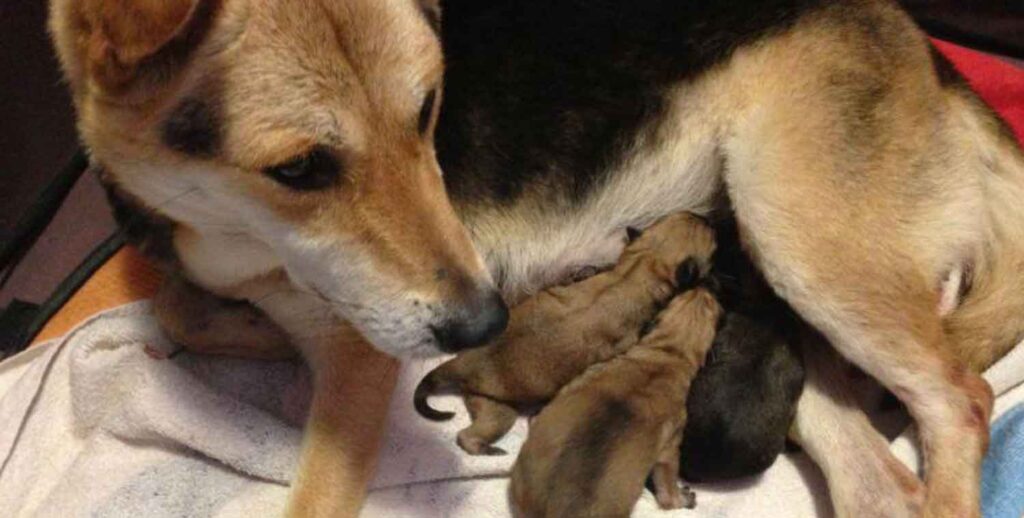 Vita after giving birth to puppies
