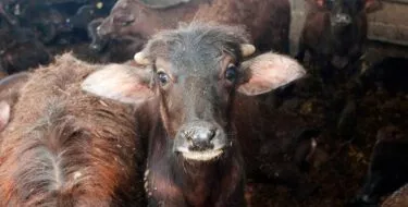 Bebé búfalo