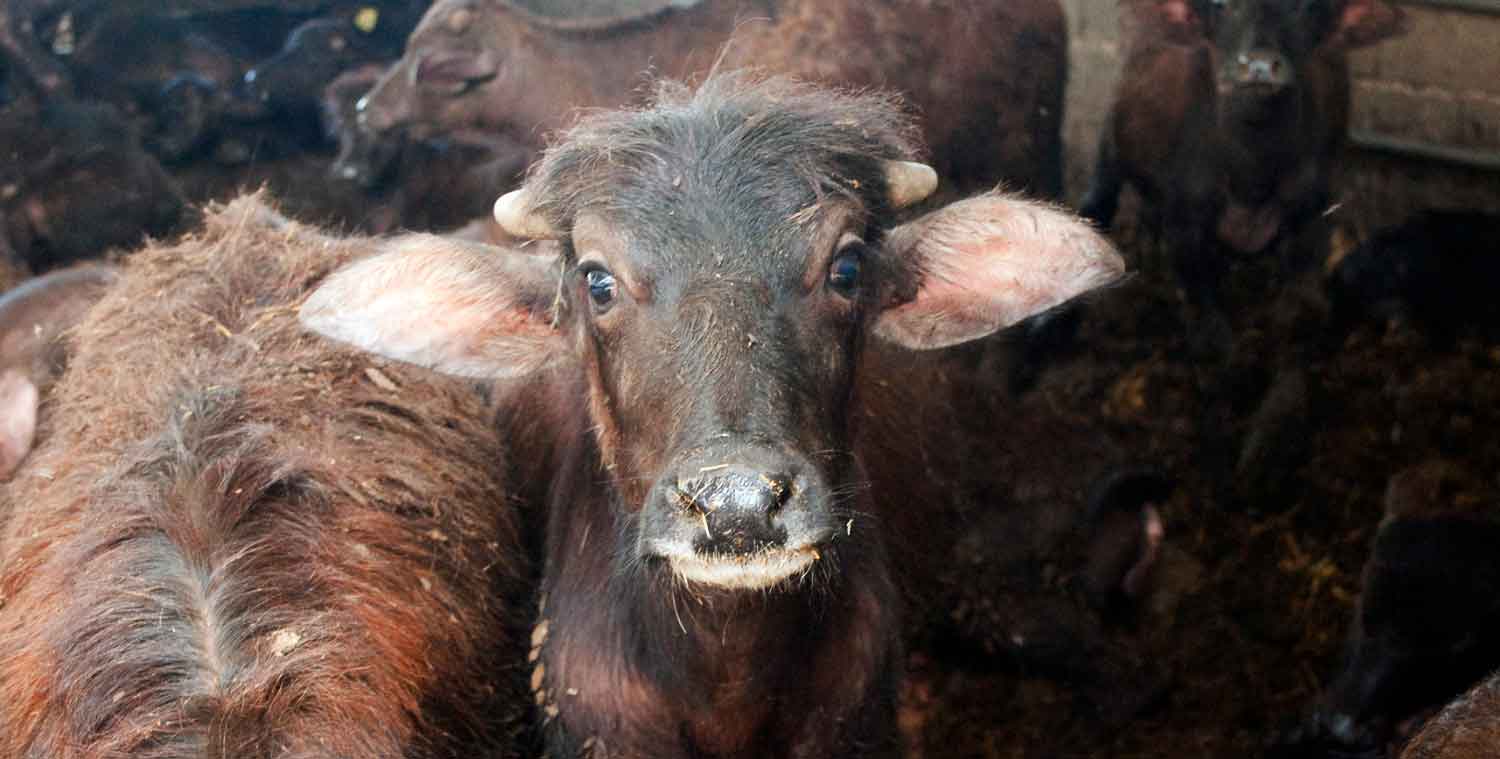 Baby buffalo