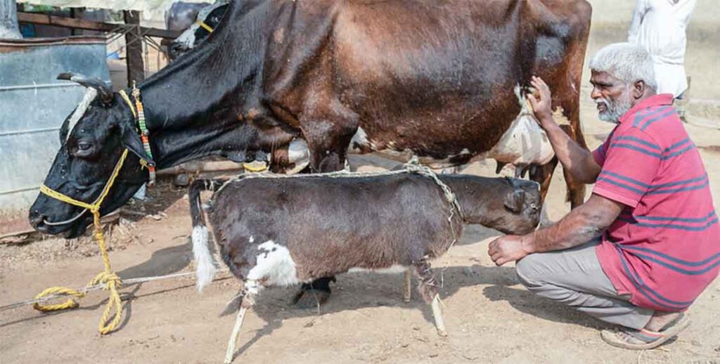 a farmer is kneeling down next to adult cow with dead baby calf stuffed with hay