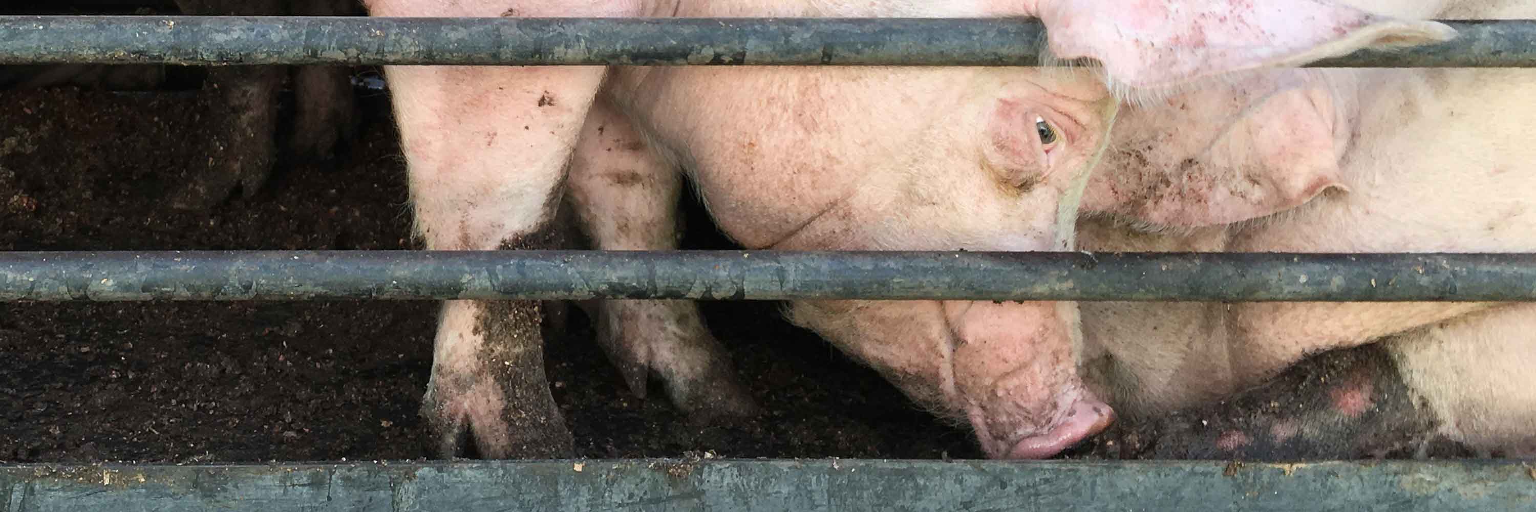 pigs, crate, metal, transport