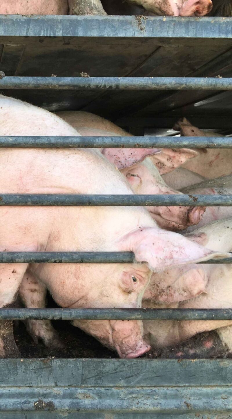 pig, crate, metal, transport