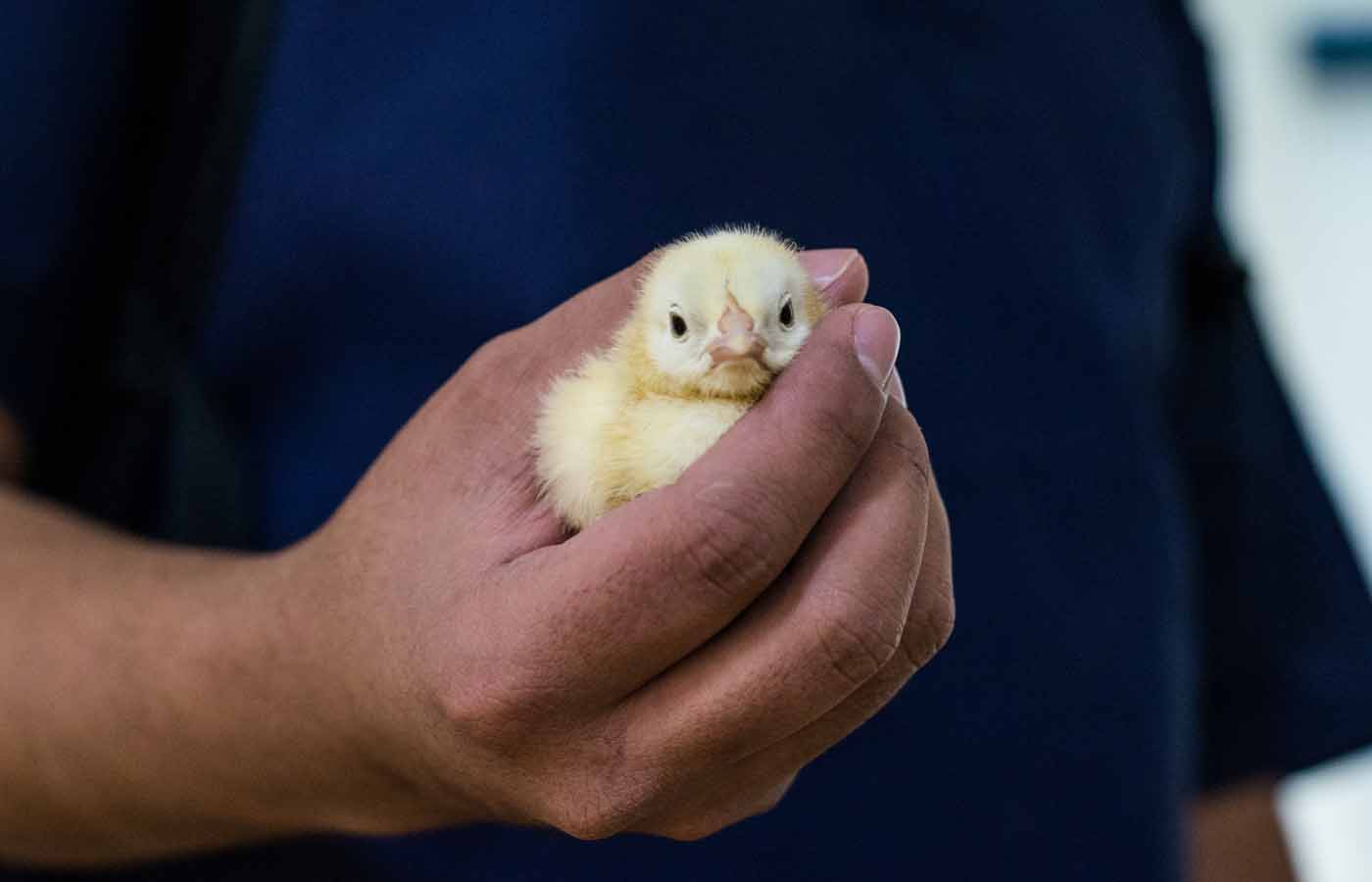 Newborn chick in the hands of a factory farmer