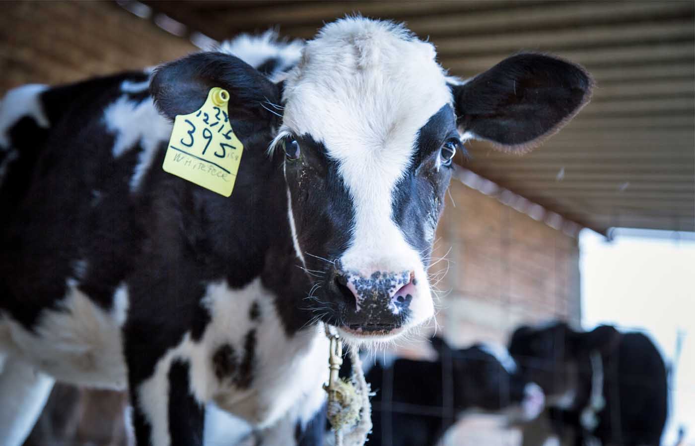 Calf in a dairy farm
