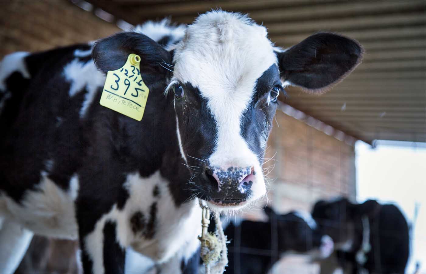 Calves on a dairy farm