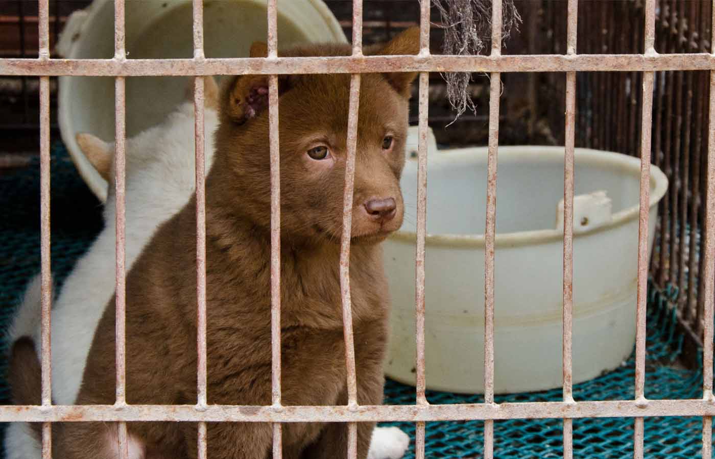 Dog in a cage of a Chinese meat market